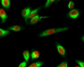 NF-YA antibody