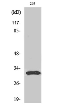 NF-YB antibody