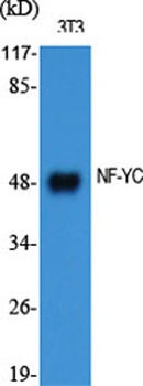 NF-YC antibody