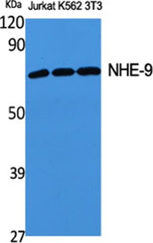 NHE-9 antibody