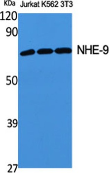 NHE-9 rabbit pAb