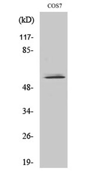 NIPA antibody