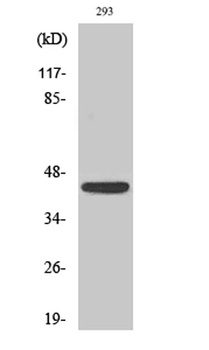 NKp46 antibody