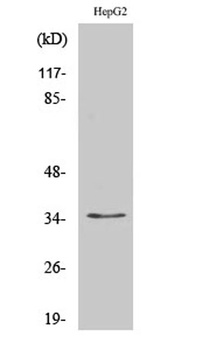 Nkx-3.1 antibody