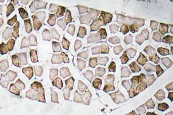 Nogo A rabbit pAb Antibody