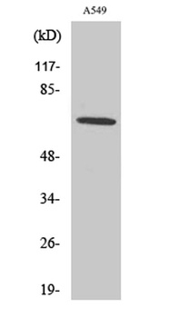 Nox3 antibody