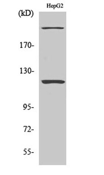 NP220 antibody