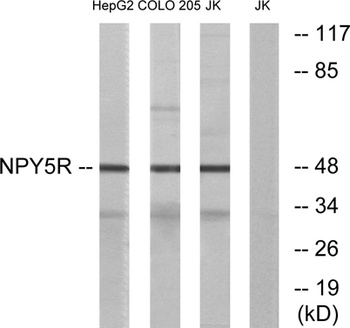 NPY5-R antibody