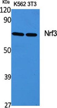 Nrf3 antibody