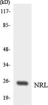 Nrl rabbit pAb Antibody
