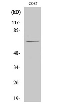 NUB1 antibody