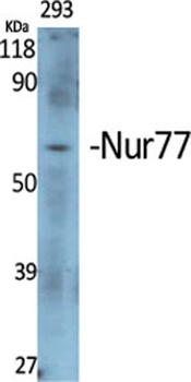 Nur77 antibody