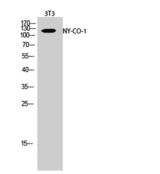 NY-CO-1 antibody