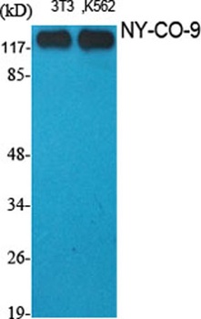 NY-CO-9 antibody