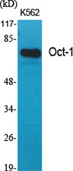Oct-1 rabbit pAb