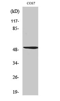 OTF2 antibody