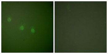 Oct-2 rabbit pAb Antibody