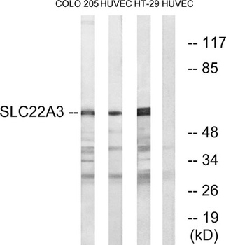 OCT3 rabbit pAb Antibody