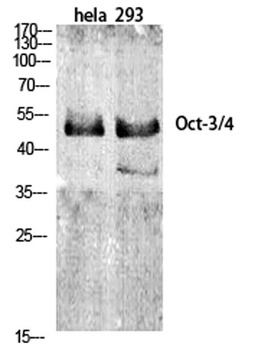 Oct-3/4 antibody