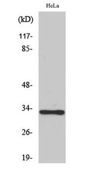 Olfactory receptor 10AD1 rabbit pAb
