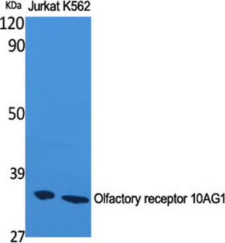 Olfactory receptor 10AG1 antibody