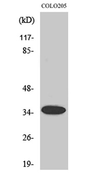Olfactory receptor 1A1 antibody
