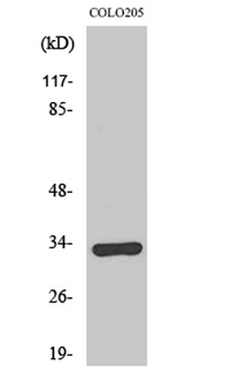 Olfactory receptor 1B1 antibody