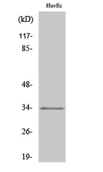 Olfactory receptor 1L6 antibody