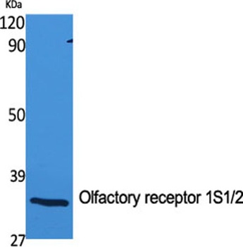 Olfactory receptor 1S1/2 rabbit pAb