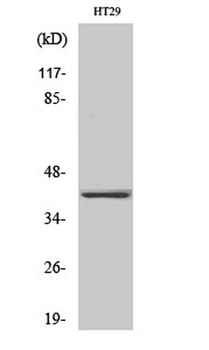 Olfactory receptor 2A25 antibody