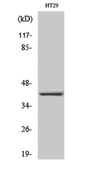 Olfactory receptor 2A25 rabbit pAb