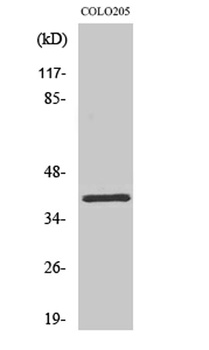 Olfactory receptor 2L5 antibody