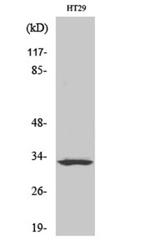 Olfactory receptor 2T1 antibody