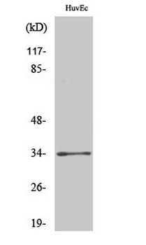Olfactory receptor 2T2/35 rabbit pAb