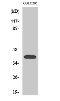 Olfactory receptor 4A16 antibody