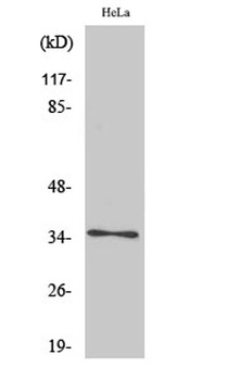 Olfactory receptor 4K14 antibody