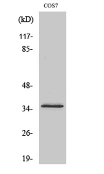 Olfactory receptor 4K14 rabbit pAb