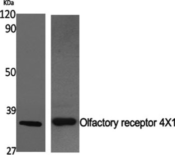 Olfactory receptor 4X1 antibody