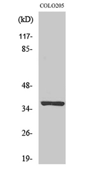 Olfactory receptor 52E5 antibody