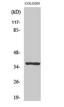 Olfactory receptor 52E5 rabbit pAb