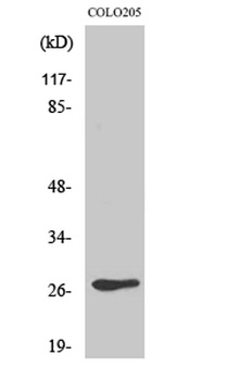 Olfactory receptor 5D3 antibody