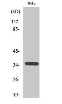 Olfactory receptor 6C3 antibody