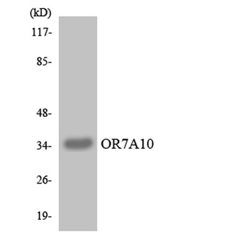 Olfactory receptor 7A10 antibody