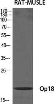 Op18 antibody