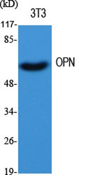 Osteopontin antibody