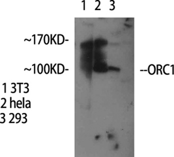 ORC1 rabbit pAb