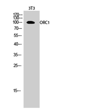 ORC1 rabbit pAb Antibody