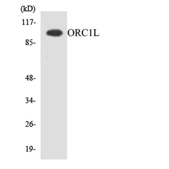ORC1 rabbit pAb Antibody