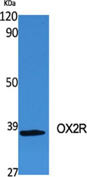OX2R antibody