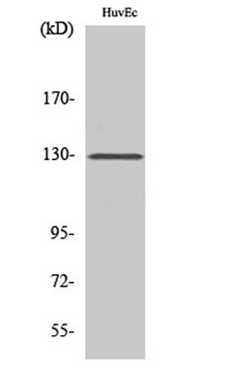 p130 Cas antibody